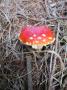 gal/2015/32 Cerchov a Ryzmberk/_thb_IMG_3077.JPG
